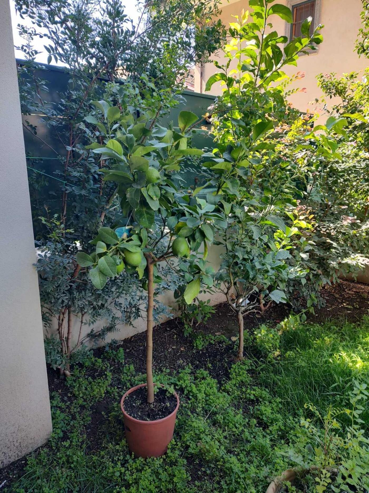 Il Giardino Di Limoni Villa Marino Exterior photo